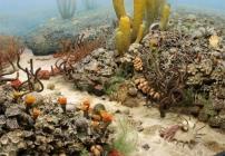 faune et flore des mers du Permien