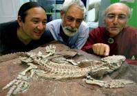 Paléontologistes étudiant un fossile d'Orobates pabsti
