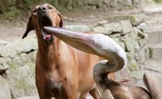 Un chien et un pélican qui s'inspectent la gueule (et le bec) pour trouver à manger chien et pélican suite