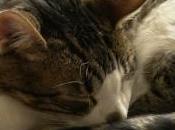 France premier "hôtel pour chats" photos)