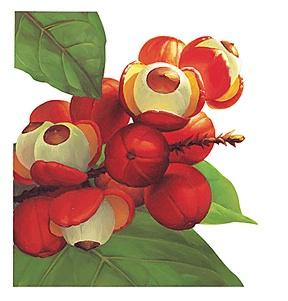 Le Guarana, à quoi ça sert?