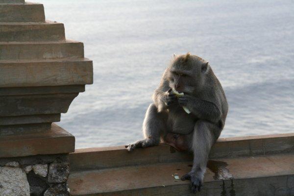 La falaise aux singes