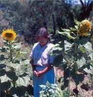 Mexique: le tournesol cultivé plus tôt qu'on ne le croyait Mexique: le tournesol cultivé plus tôt qu'on ne le croyait