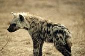 Les hyènes d’entreprise…rôdent