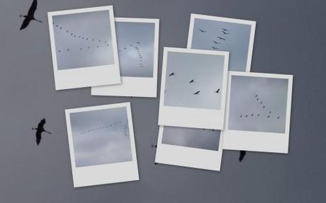 collage.jpg