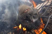 Colobe noir en train de griller sur un marché de viande de brousse illégal au Gabon, catégorie 