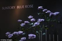 roses bleues présentation