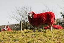 moutons rouges