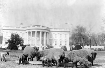 Moutons devant la Maison Blanche - Soliblog