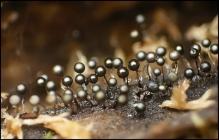 champignon noir
