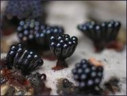 champignon noir 
