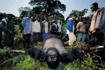Gorille mort
