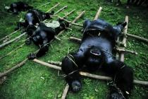 Massacre de gorilles 