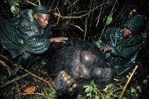 cadavre de gorilles retrouvé par les gardes forestiers