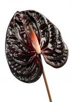 Anthyurium_morano_01