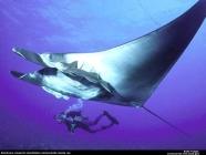 Raie manta (Manta birostris)