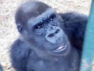 opération gorille : la patiente, une femelle gorille de 22 ans