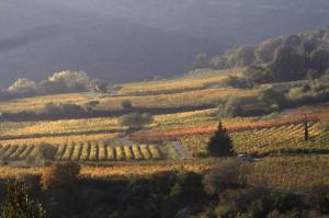 vignoble de la vallée de l'herault