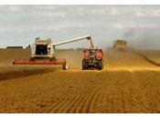 Céréales récolte mondiale record mais crise financière avoir impact négatif