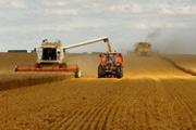 Céréales : récolte mondiale record mais la crise financière va avoir un impact négatif