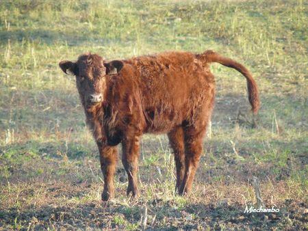 Miechambo le retour.... cette fois c'est le vrai ! 34