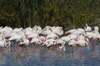 Un exemple a suivre pour les zones humides et littoral du bassin d'arcachon