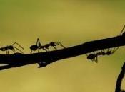 fourmis seraient plus habiles humains pour éviter embouteillages