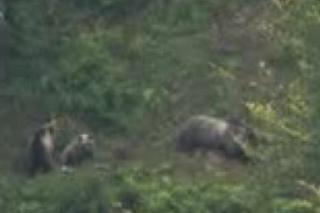 capture l’ours Hvala