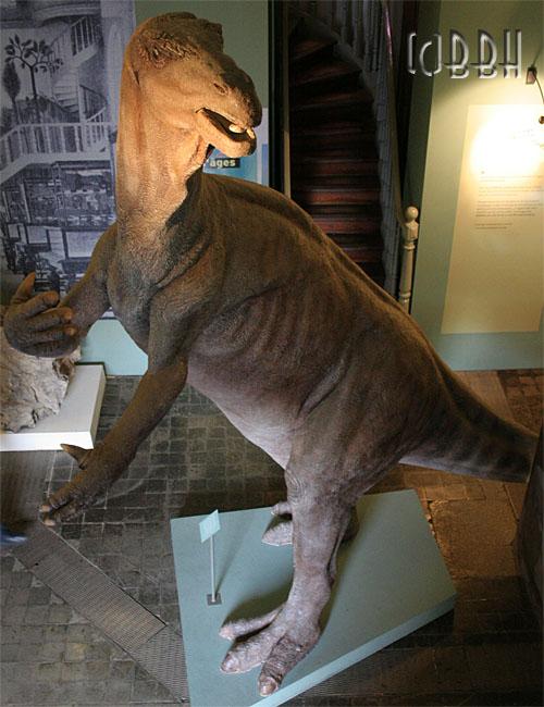 Iguanodon Musée d'Histoire Naturelle de Lille