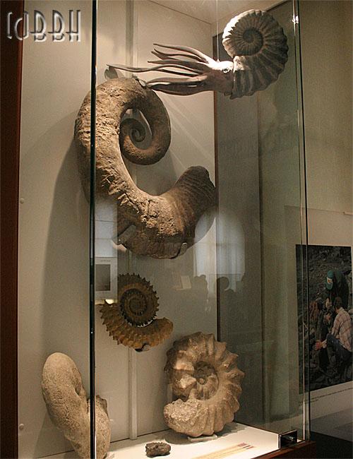 Ammonites fossiles Musée d'Histoire Naturelle de Lille