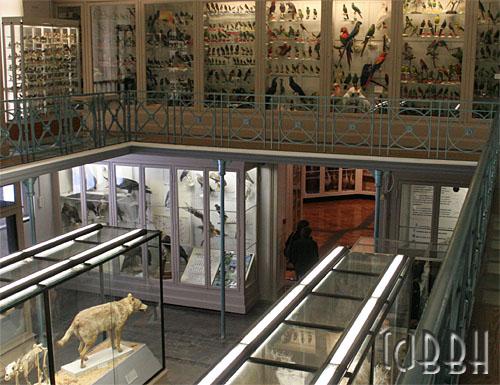 Musée d'Histoire Naturelle de Lille