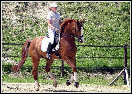  Je me sens cavalière photo cheval