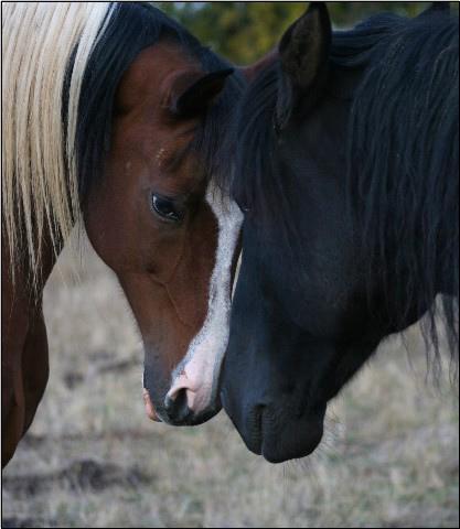  La personnalité du cheval photo cheval