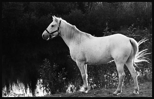  Les troubles du comportement #1: les tics ou stéréotypies photo cheval