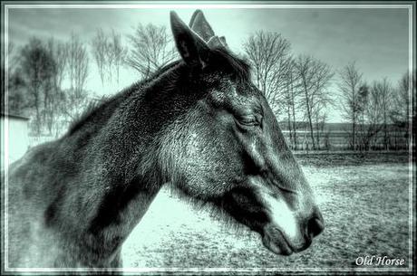 2362412882 d5549027aa Cheval à la retraite: a quel age et dans quelles conditions? photo cheval