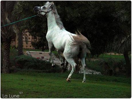  Solutions pour chevaux accidentés et traumatisés photo cheval