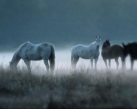  La remise en confiance équestre: à consommer sans modération photo cheval
