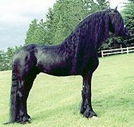 Friesian stallionMarthaSchwer La pousse des crins photo cheval
