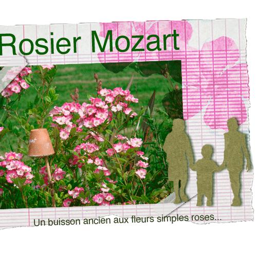 Rosier Mozart
