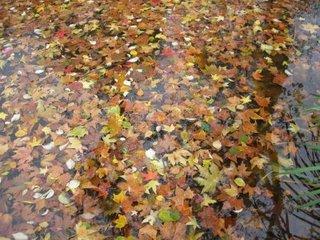 Pas de feuilles morte dans le bassin !