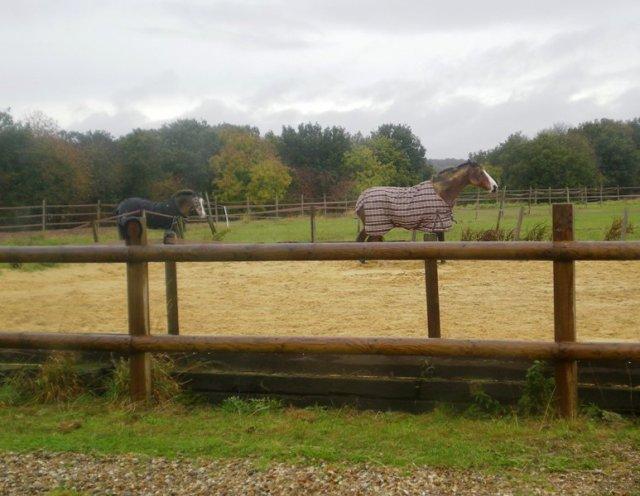 yaaah carriere1 Transformer un bac à sable en carrière photo cheval