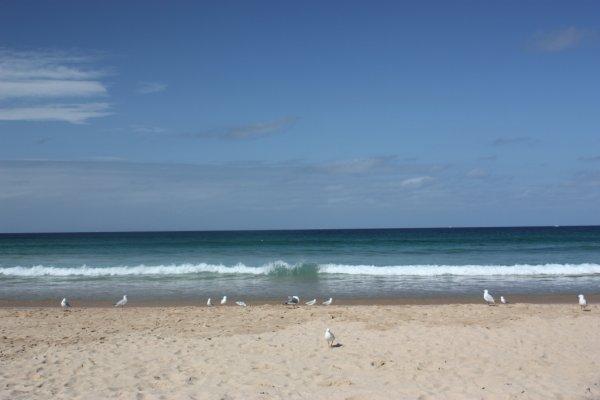 Sydney côté plages (2)