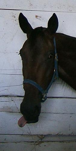  De léducation à la privation de liberté photo cheval