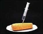 mais-ogm.jpg