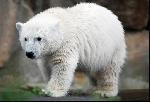 L'ours Knut à la diète