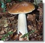 Site personnel d'Alain Tachenon