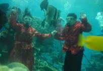 mariage aquatique dans un aquarium