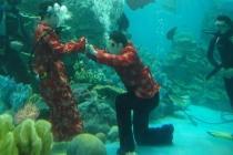 mariage aquatique en aquarium