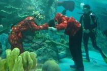 mariage aquarium