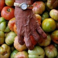 7.000 ha de champs irrigués avec des eaux usées au Maroc 7.000 ha de champs irrigués avec des eaux usées au Maroc